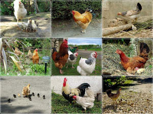 klicke hier, um die Datei herunterzuladen Chicken - Hühner