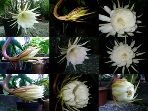 Epiphyllum oxypetalum