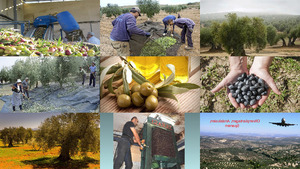 Spanien-Olivenplantagen E