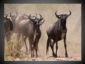 klicke hier, um die Datei herunterzuladen Tanzania 2