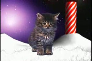 Katzenweihnacht