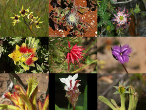 Blumen Australiens