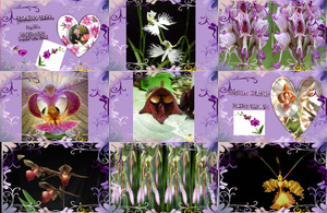 la-beaute-de-l-orchidee-marinette