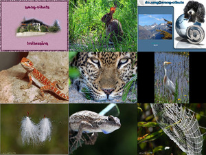 Tier- und Pflanzenaufnahmen - richtig klasse