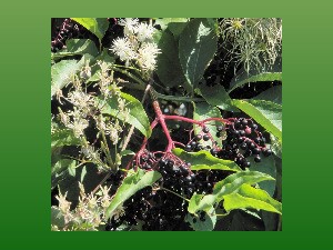 klicke hier, um die Datei herunterzuladen Aus der Natur-2