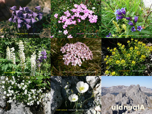 Alpen Blumen 