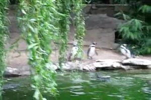 Pinguine und