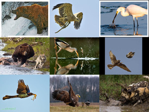 klicke hier, um die Datei herunterzuladen Nature sauvage-NF