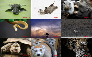 klicke hier, um die Datei herunterzuladen die 50 besten Fotos 2011