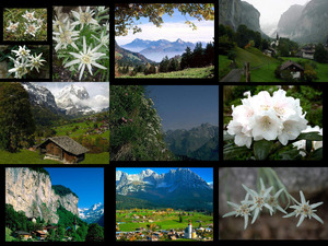 klicke hier, um die Datei herunterzuladen Edelweiss