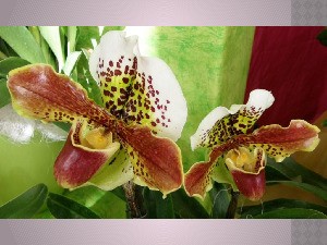 Orchideen - 3