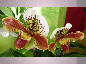 klicke hier, um die Datei herunterzuladen Orchideen - 3