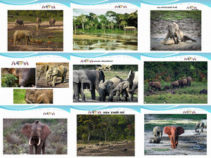 die Waldelefanten im Dzanga-Sangha Nationalpark