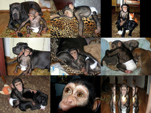 Mastiff en Chimpansee