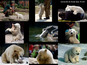klicke hier, um die Datei herunterzuladen knut