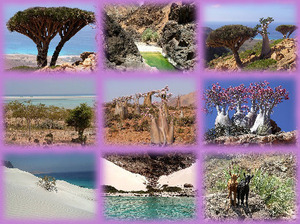 Socotra - eine wunderschoene Insel im Jemen - Aldo