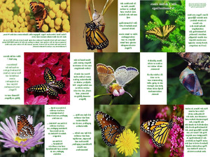 klicke hier, um die Datei herunterzuladen Schmetterling