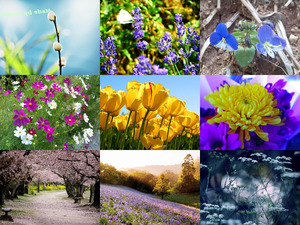 klicke hier, um die Datei herunterzuladen Traumhafte Aufnahmen von Blumen und Blüten