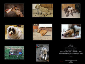 klicke hier, um die Datei herunterzuladen Tiere