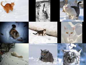 Katzen im Schnee