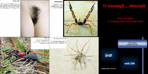 Antiquus 293 - Vorsicht Spinnen