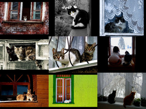 klicke hier, um die Datei herunterzuladen catinthewindow1
