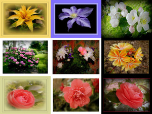klicke hier, um die Datei herunterzuladen Images HDRI 49 - Flore - C Gerard