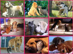 klicke hier, um die Datei herunterzuladen Meilleurs Amis 3 Amiti entre chats et chiens - Aldo
