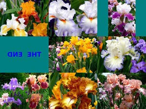 klicke hier, um die Datei herunterzuladen iris