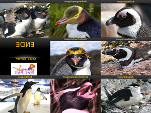 klicke hier, um die Datei herunterzuladen Pinguine