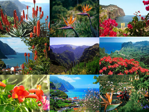 Blumeninsel Madeira