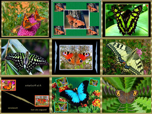 die Welt der Schmetterlinge
