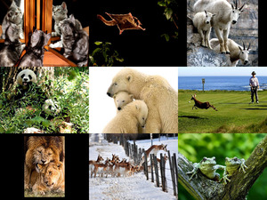 klicke hier, um die Datei herunterzuladen schöne Bilder (Tiere, Landschaften)