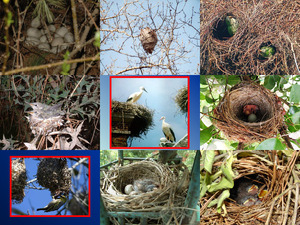 Bird Nests - Vogelnester