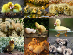 Baby Ducks - Baby-Enten