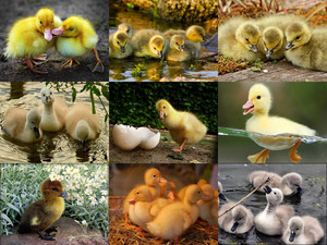 klicke hier, um die Datei herunterzuladen Baby Ducks - Baby-Enten