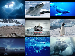 antarctic dream