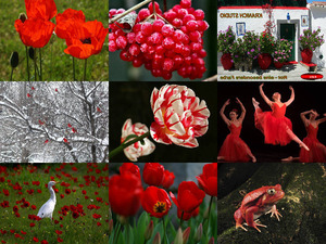 klicke hier, um die Datei herunterzuladen Rot ist eine besondere Farbe