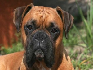 klicke hier, um die Datei herunterzuladen was für Hundefreunde