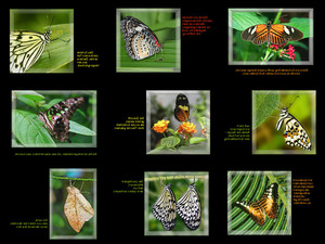 Schmetterlingsfotos mit besinnlichen Sprchen