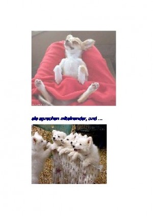 Tiere, Freundschaft und ein Lachen