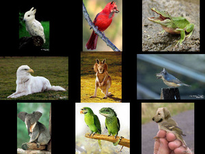 klicke hier, um die Datei herunterzuladen Biodiversitt mg