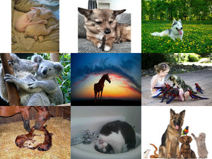 klicke hier, um die Datei herunterzuladen Tierfreunde 17