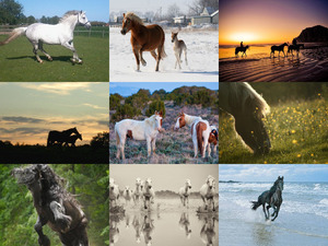 klicke hier, um die Datei herunterzuladen Paarden