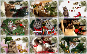 Xmas Cats