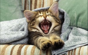 klicke hier, um die Datei herunterzuladen Süsse Katzen