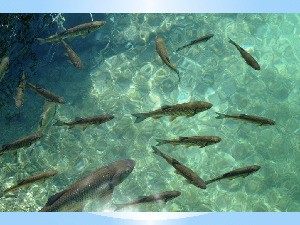 klicke hier, um die Datei herunterzuladen Kroatien - Plitvicer Seen