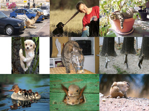 klicke hier, um die Datei herunterzuladen verschiedene tiere