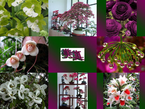 klicke hier, um die Datei herunterzuladen Festival de fleurs
