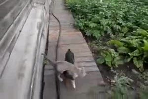Dog Brings Cat to Home
